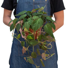 Large trailing velvet philodendron micans held for scale, lush indoor tropical plant