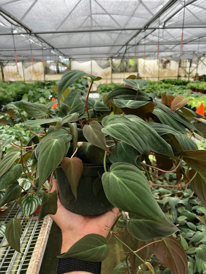 Philodendron micans plant growing in greenhouse with trailing vines and velvety leaves