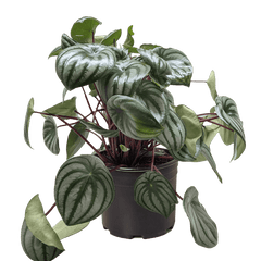 Watermelon peperomia plant in a black pot with trailing stems and silver-striped foliage