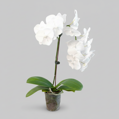 White Phalaenopsis moon orchid with elegant blooms and glossy leaves in clear pot, curated indoor flowering plant by H Potter