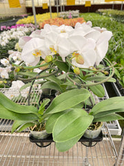White Phalaenopsis orchids growing in greenhouse with multiple bloom spikes and healthy foliage
