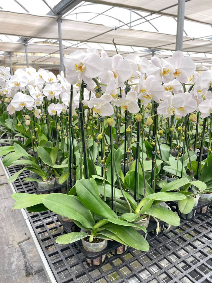 White Phalaenopsis moon orchid plants on nursery bench showing full blooms and lush green leaves
