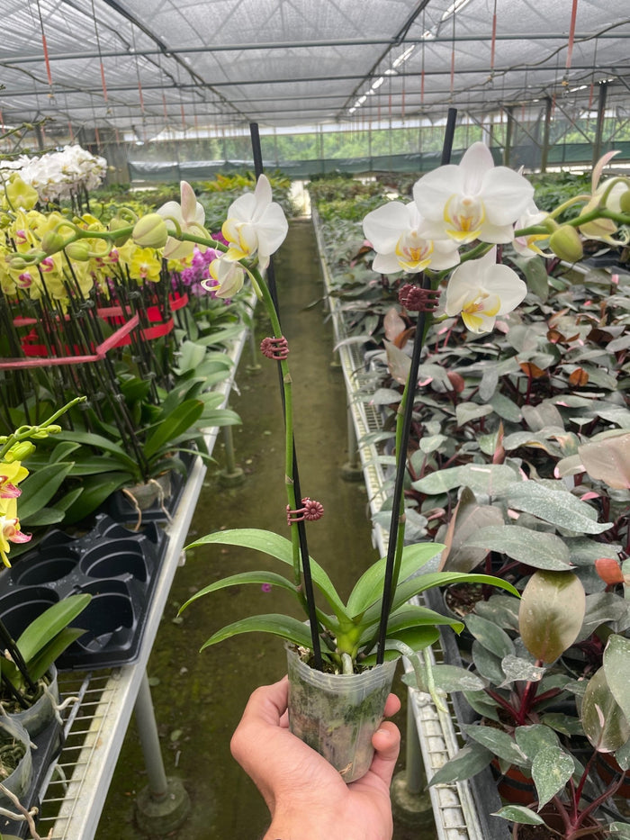 White Phalaenopsis orchid plant in greenhouse aisle with blooming flowers and sturdy foliage